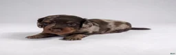Miniature Dachshund dogs for sale: Asher - Ad 1
