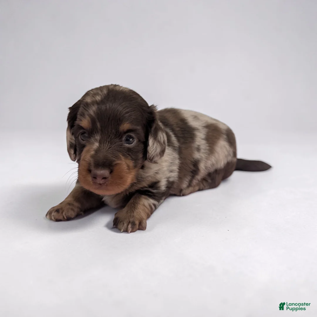 Miniature Dachshund dogs for sale: Asher - Ad 1