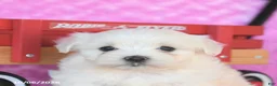 Maltese dogs for sale: Parker - Ad 5