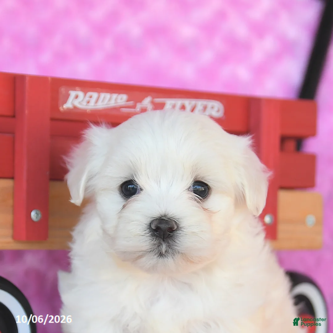 Maltese dogs for sale: Parker - Ad 5
