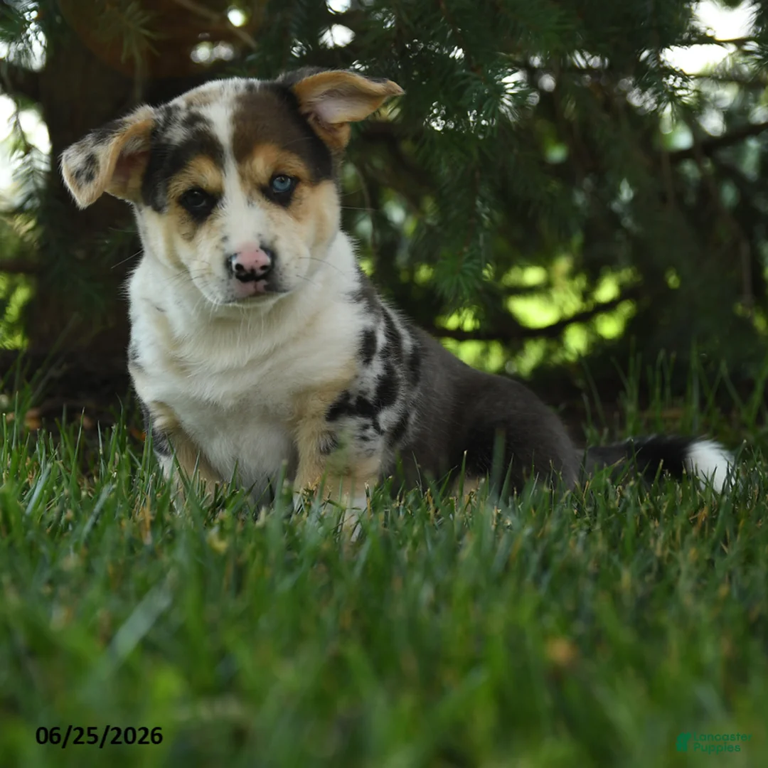 Mixed Breed dogs for sale: Alfie - Ad 2