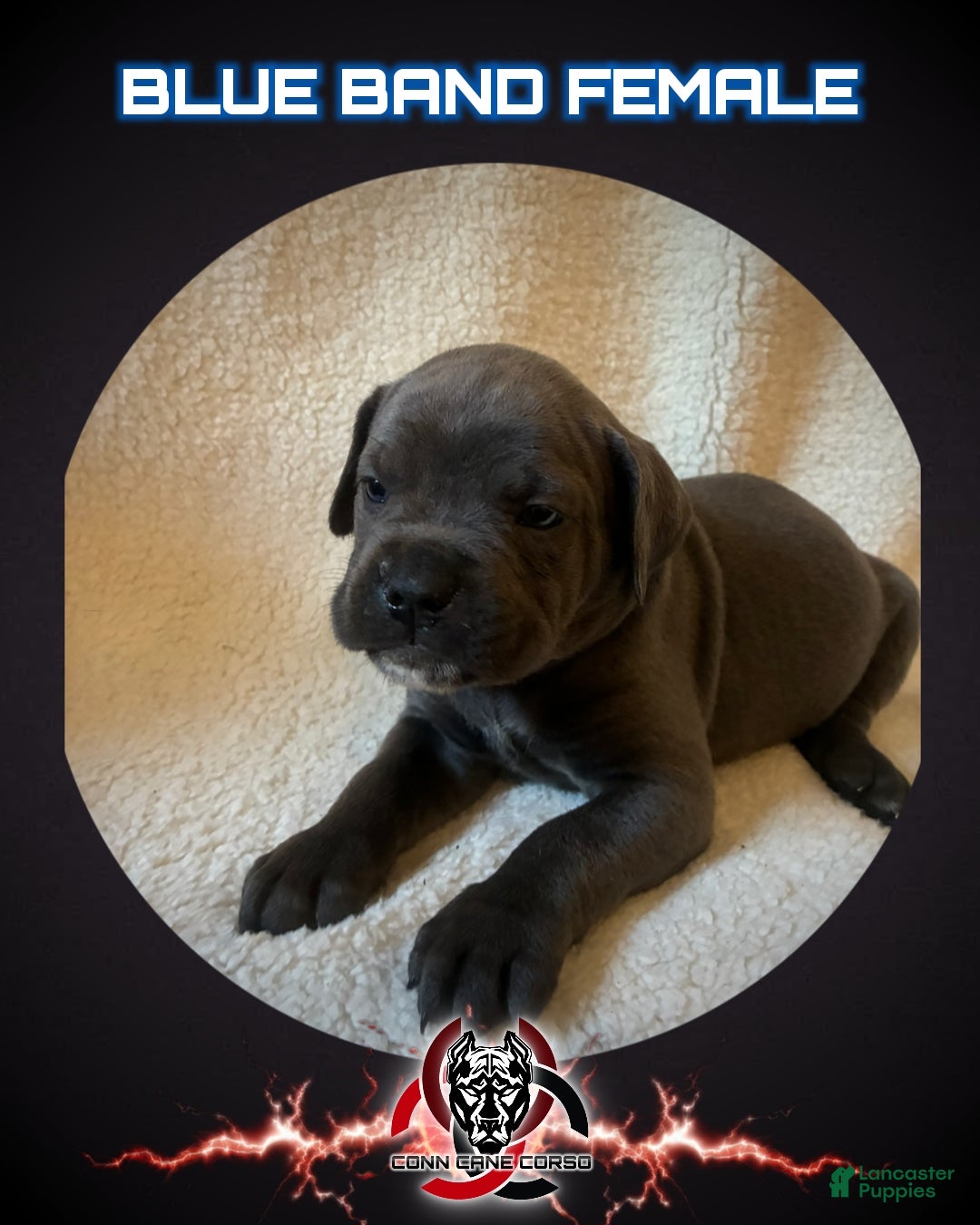 Cane Corso dogs Cane Corso Puppy 13 - Ad 41
