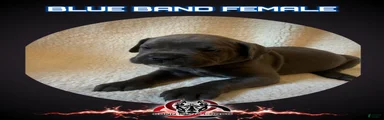 Cane Corso Puppy 13