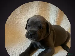 Cane Corso dogs Cane Corso Puppy 13 - Ad 41