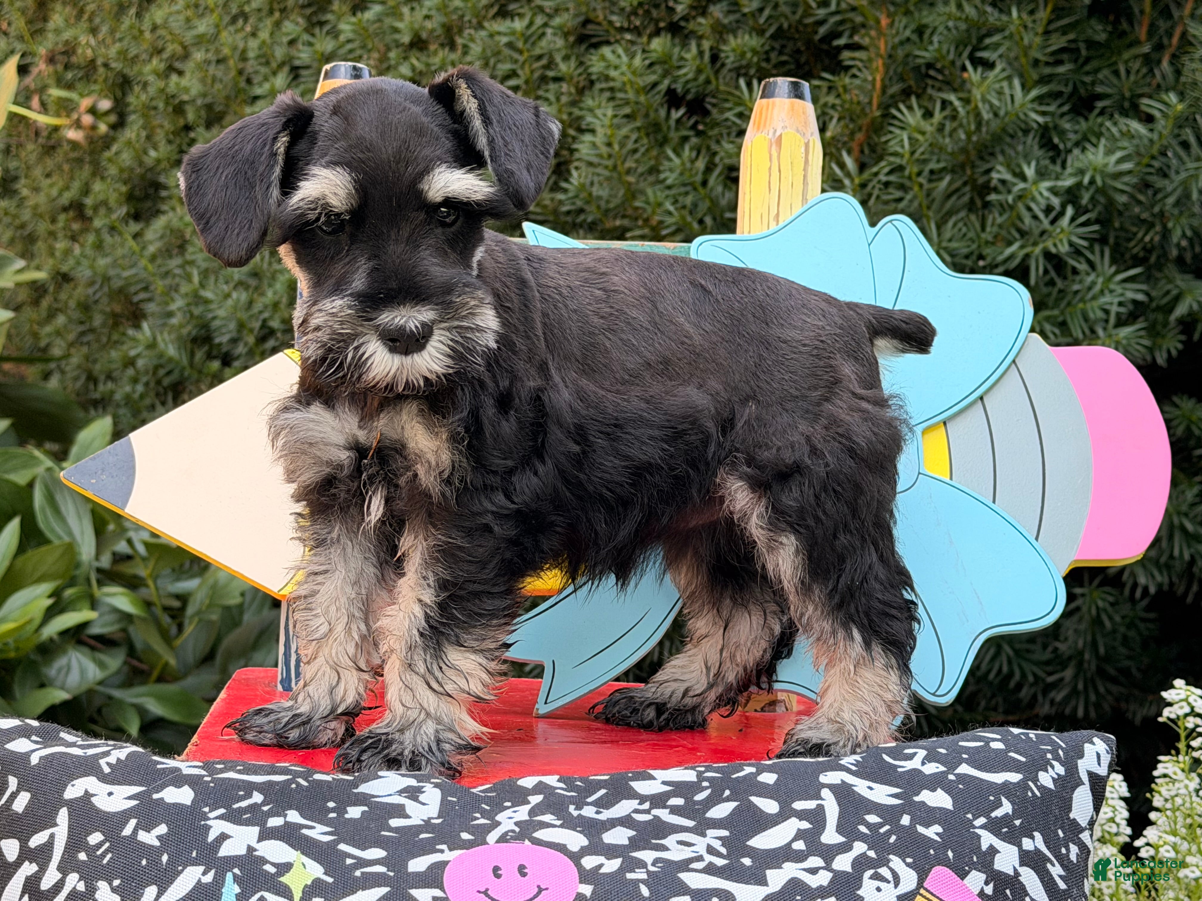 Miniature Schnauzer dogs Melody - Ad 1