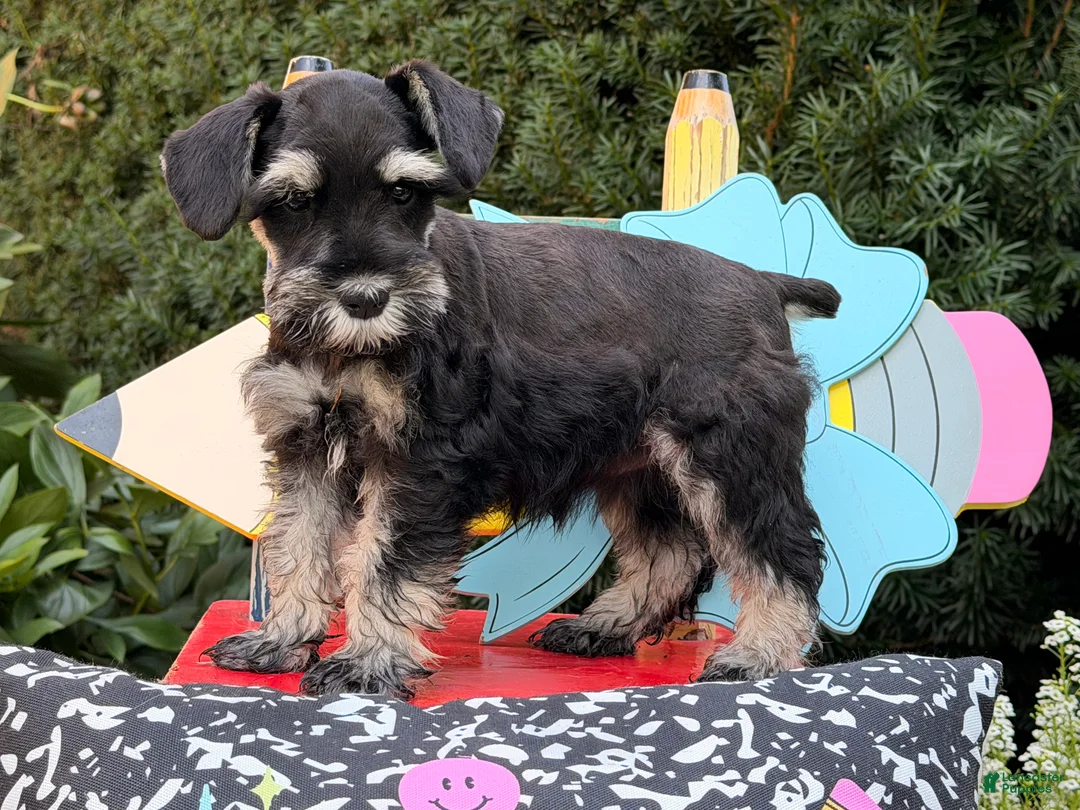 Miniature Schnauzer dogs for sale: Melody - Ad 1