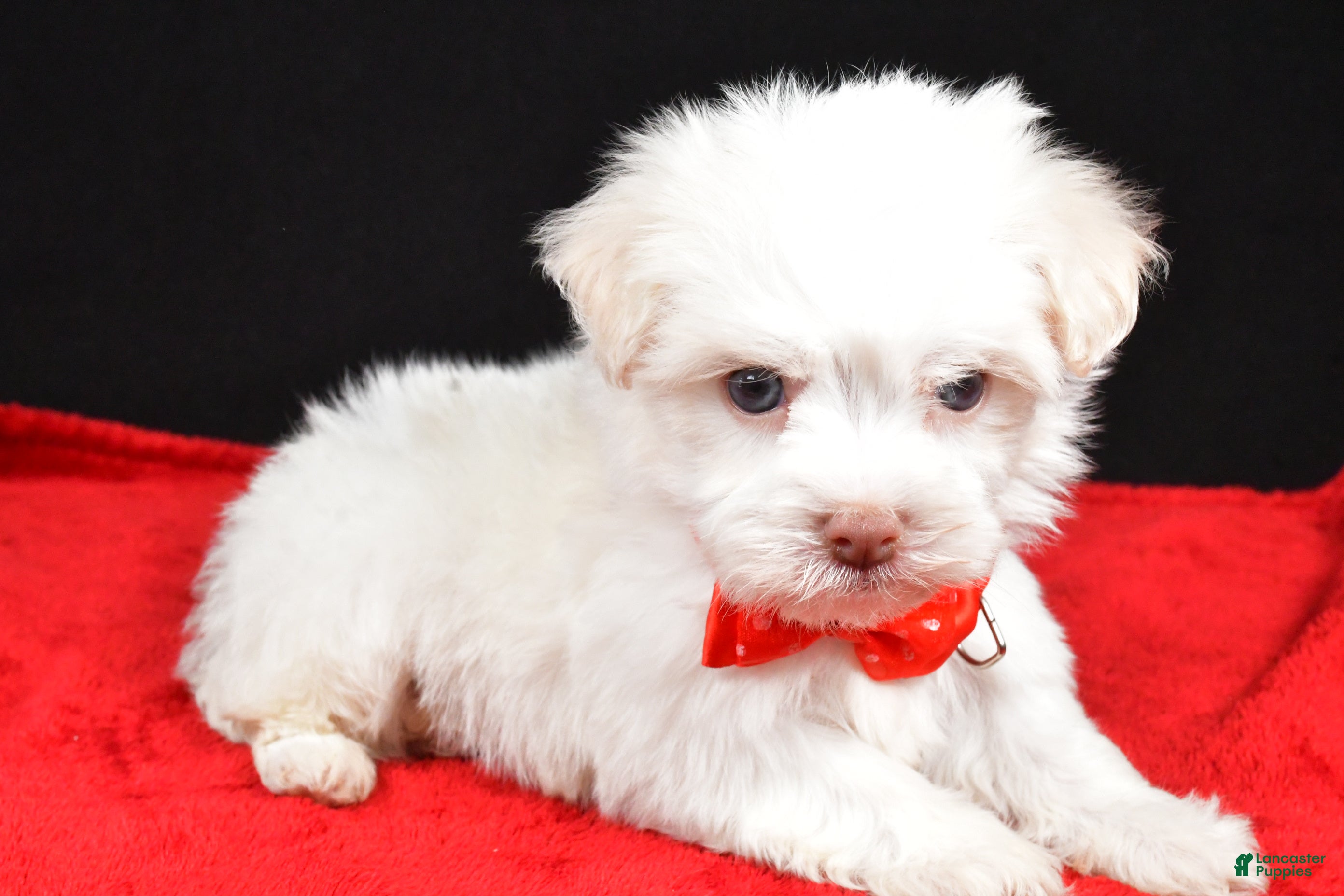 Havanese dogs Zain - Ad 41
