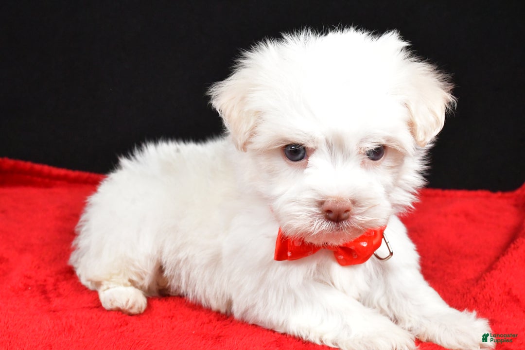Havanese dogs for sale: Zain - Ad 1