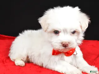 Havanese dogs Zain - Ad 17