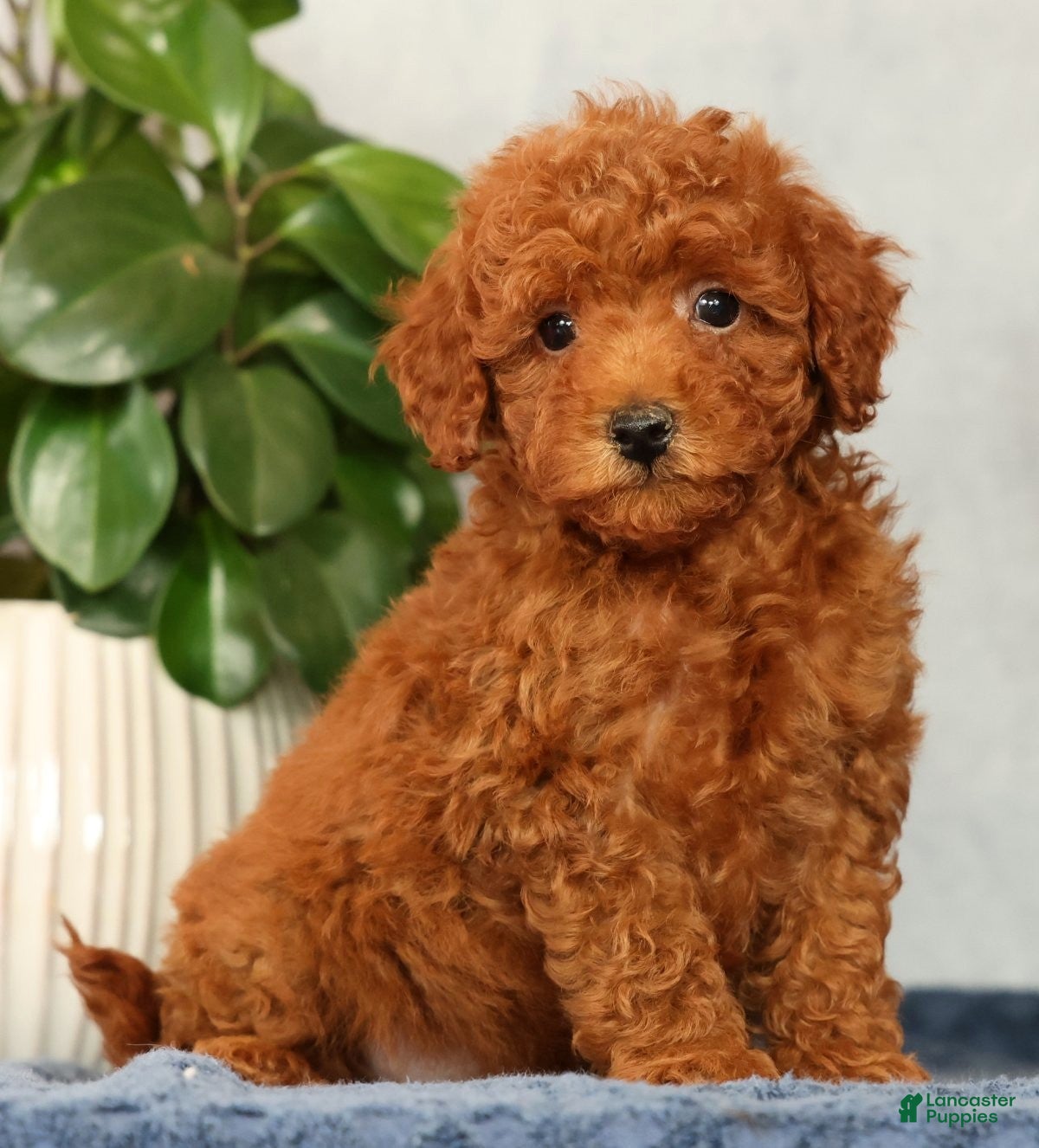 Mini Goldendoodle dogs Odin - Ad 1