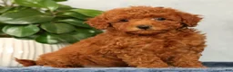 Mini Goldendoodle dogs for sale: Odin - Ad 1