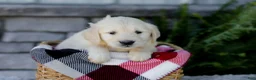 Golden Retriever dogs for sale: Brent - Ad 7