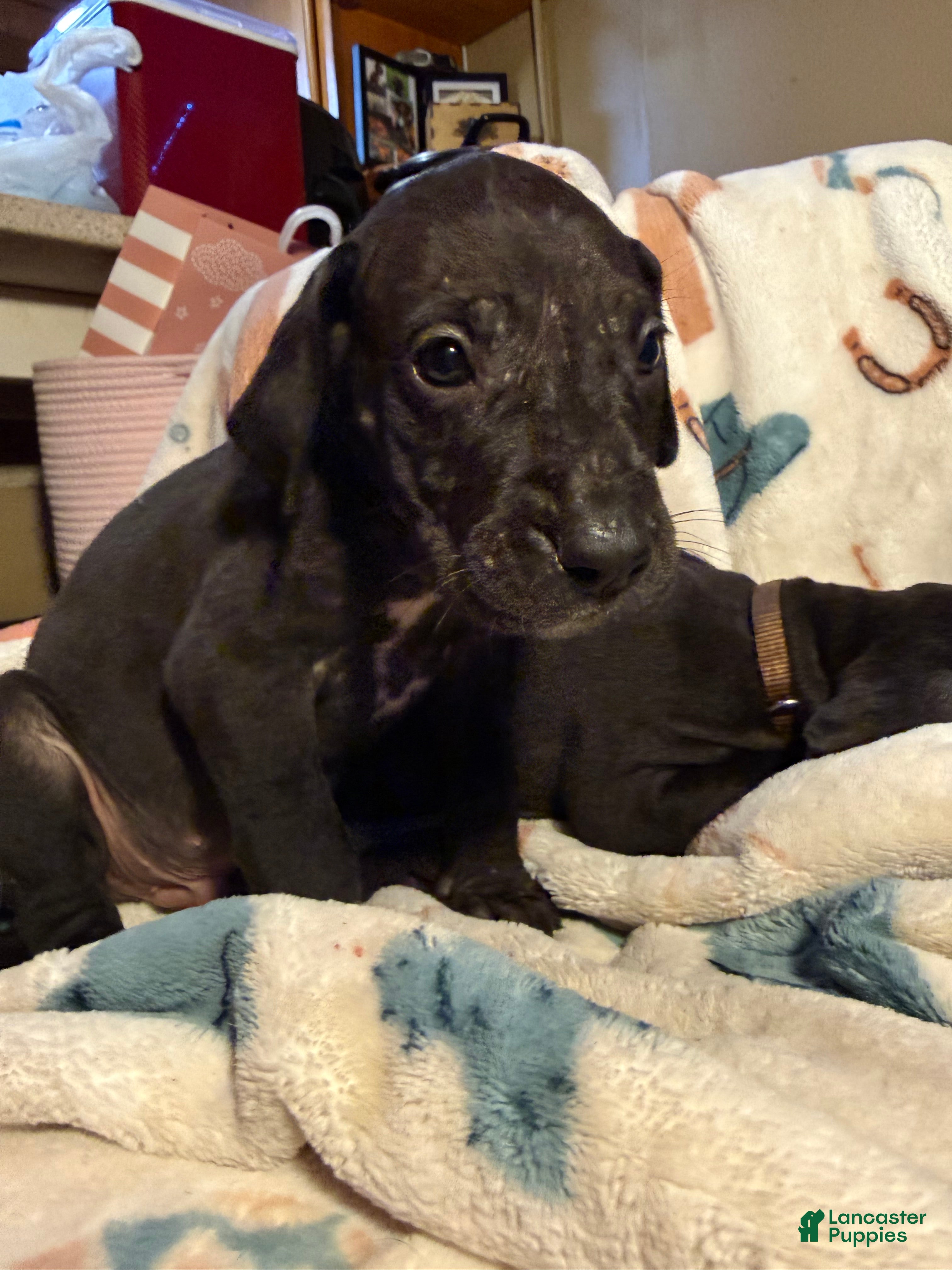 Great Dane dogs Great Dane Puppy 3 - Ad 30