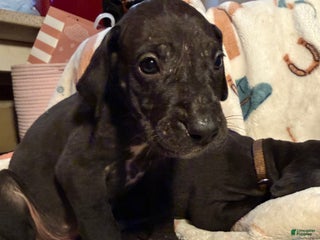 Great Dane dogs Great Dane Puppy 3 - Ad 15