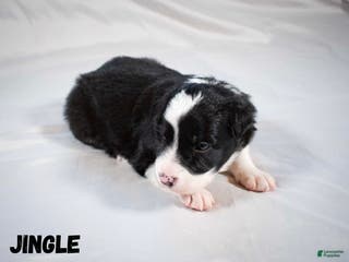 Border Collie dogs Border Collie “Jingle” - Ad 8
