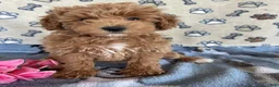 Mini Goldendoodle dogs for sale: Popcorn - Ad 1