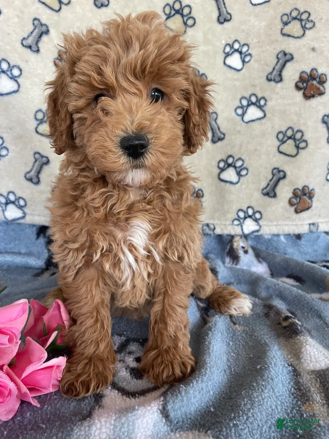 Mini Goldendoodle dogs for sale: Popcorn - Ad 1