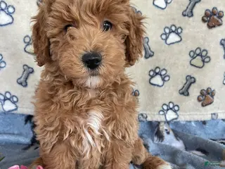 Mini Goldendoodle dogs Popcorn - Ad 41