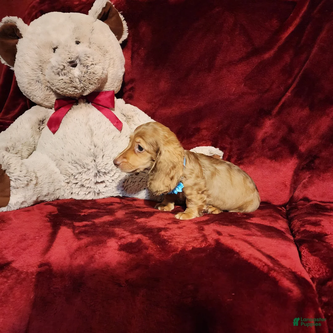 Miniature Dachshund dogs for sale: CHURRO - Ad 10