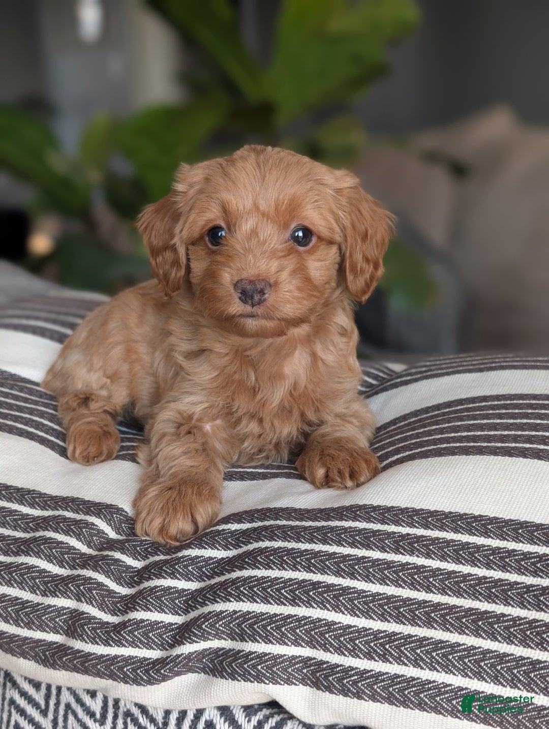 Yorkiepoo dogs for sale: Mallory - Ad 3