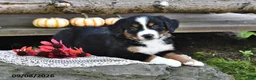 Mixed Breed dogs for sale: Ryan - Ad 1
