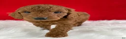 Mini Goldendoodle dogs for sale: Sadie - Ad 7