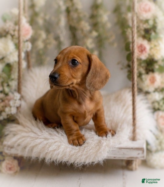 Miniature Dachshund dogs Javier   2.2lbs on 6/30 - Ad 1