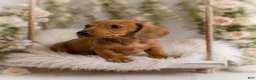Miniature Dachshund dogs for sale: Javier   2.2lbs on 6/30 - Ad 1