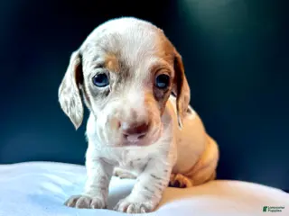 Miniature Dachshund dogs Ash - Ad 7