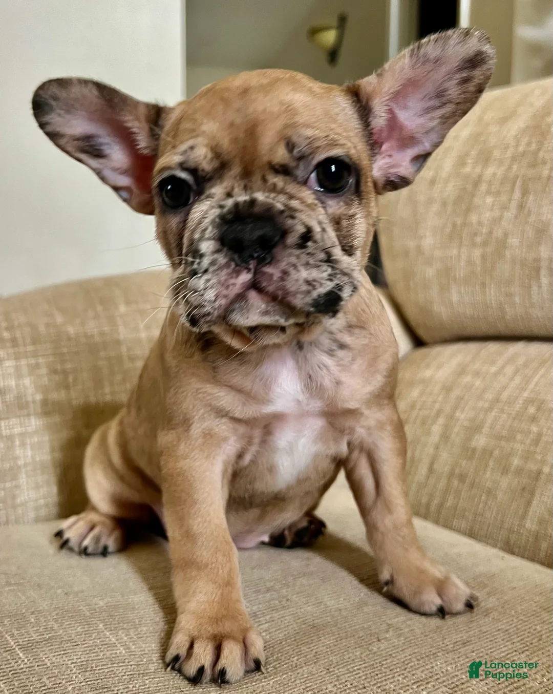 French Bulldog dogs for sale: Scout  - Ad 18