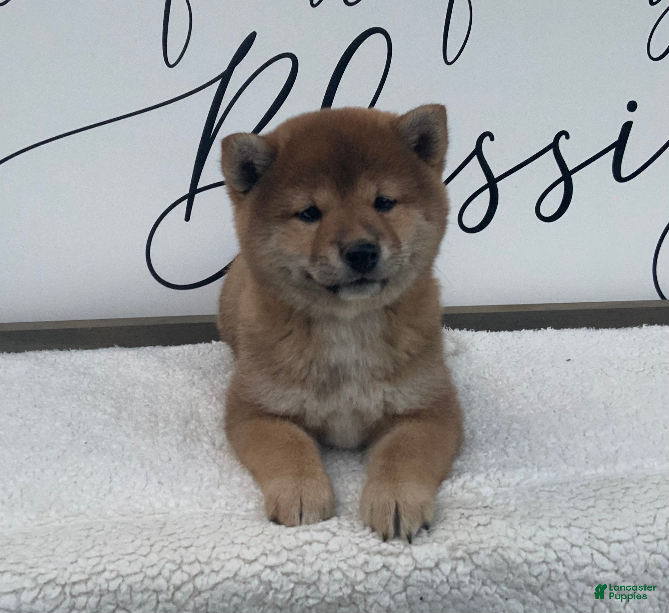 Shiba Inu dogs Callie - Ad 16