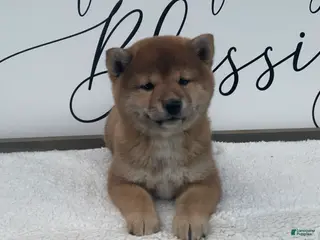 Shiba Inu dogs Callie - Ad 16