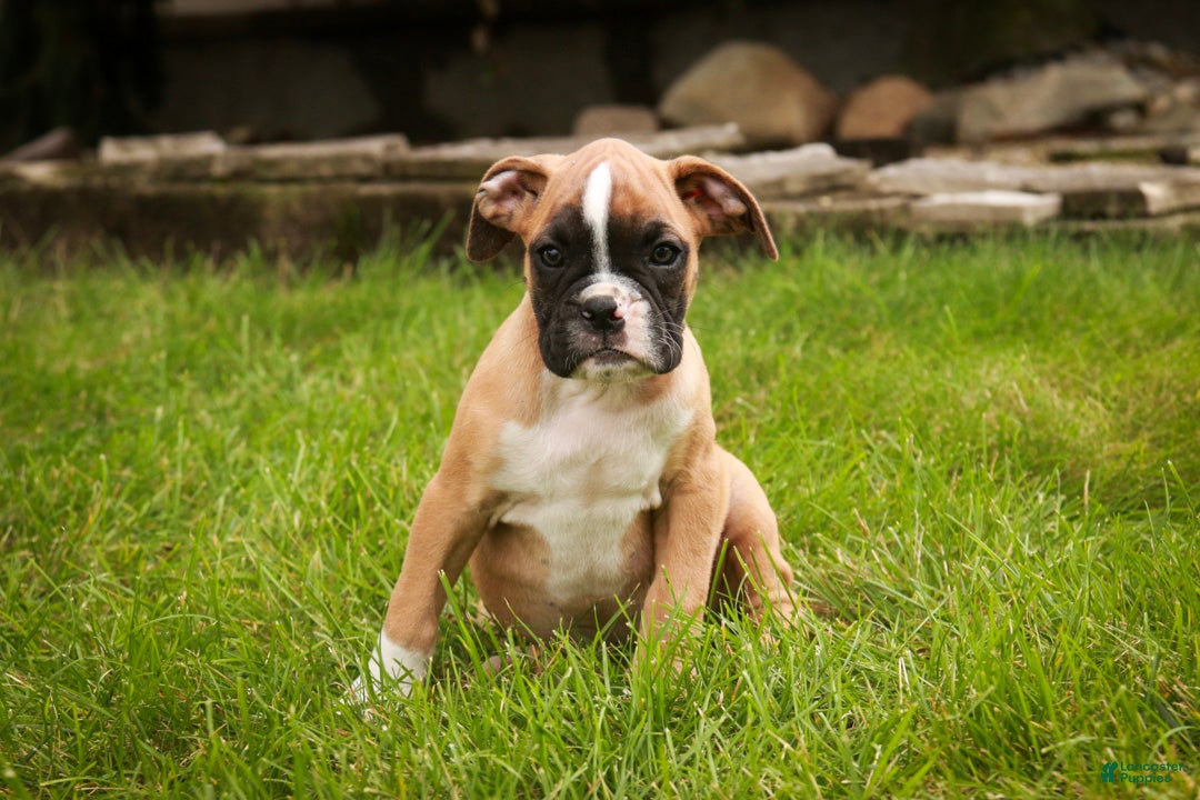Boxer dogs Huck - Ad 1