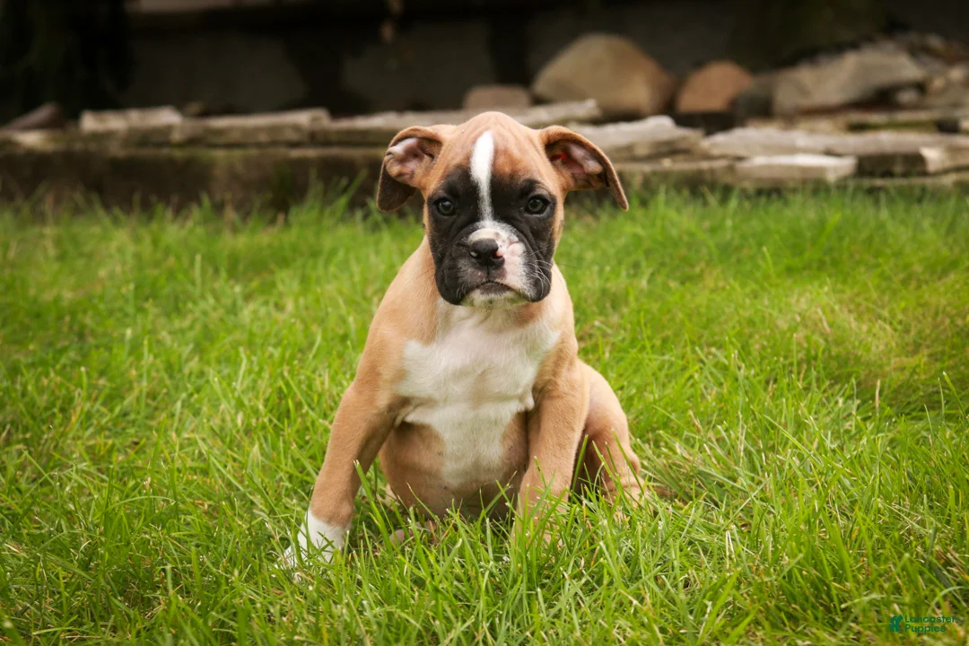 Boxer dogs for sale: Huck - Ad 1