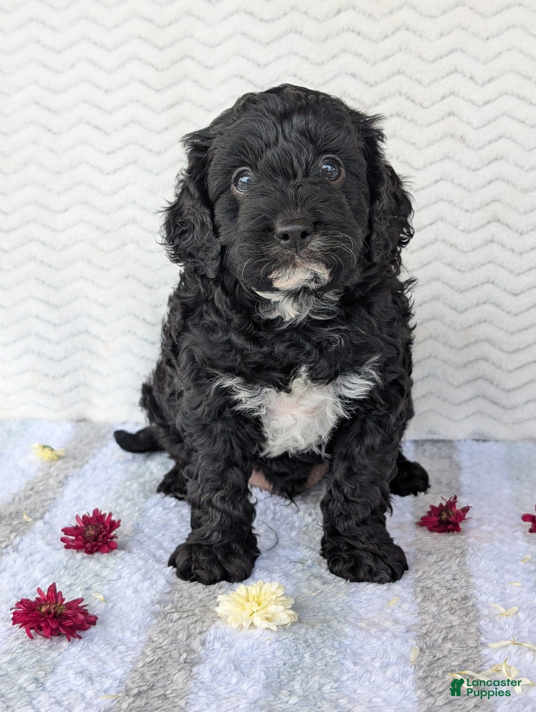 Cavapoo dogs for sale: Bodie - Ad 4