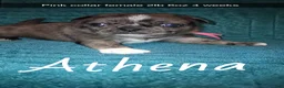 Pug dogs for sale: Athena  - Ad 4
