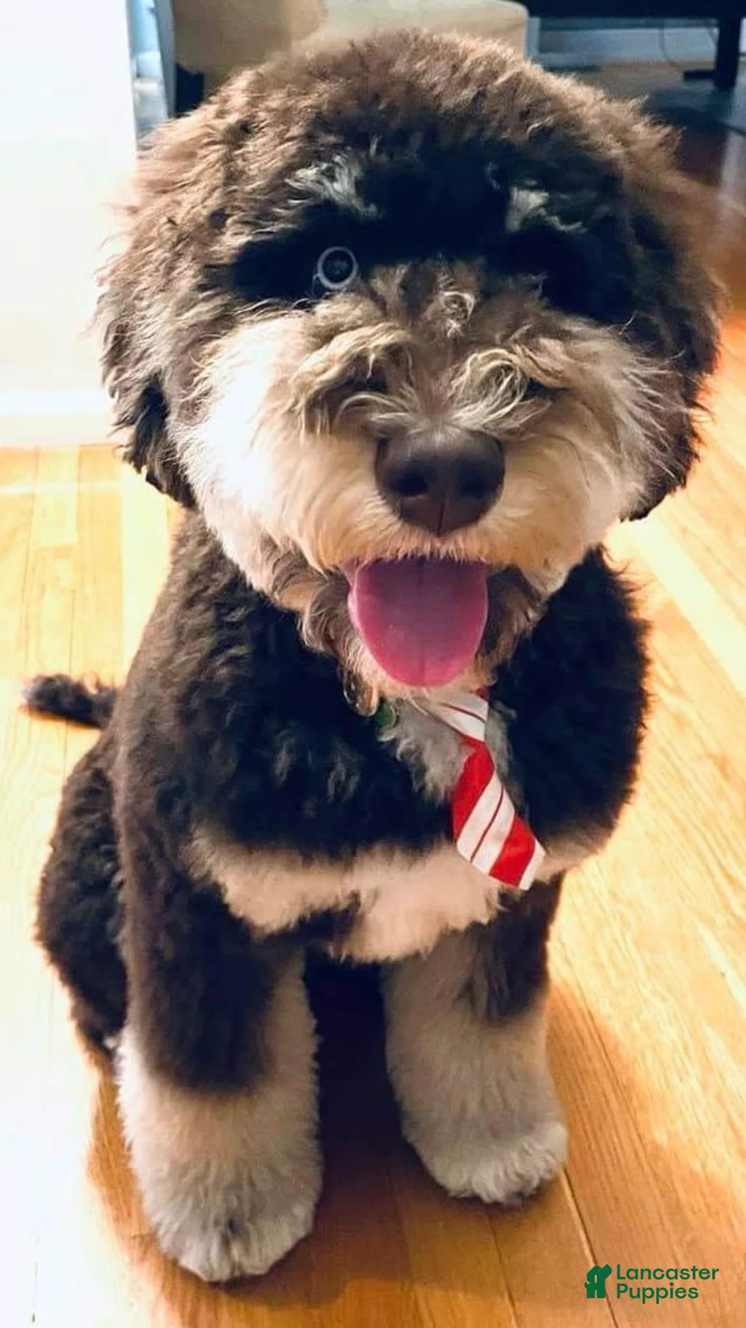 Gallery Image {{count}}