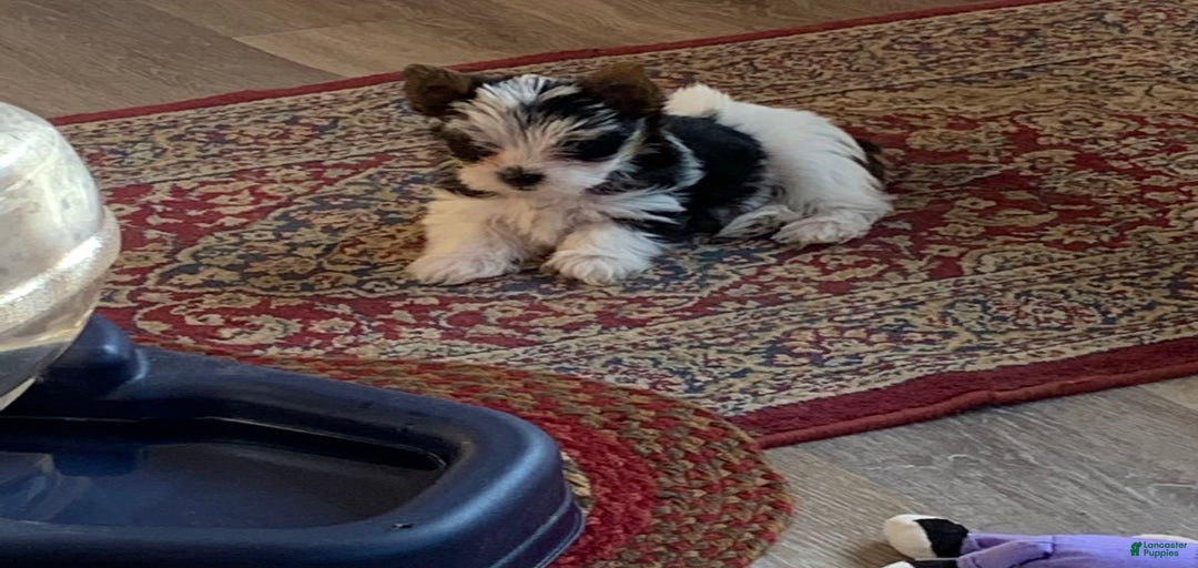 Gallery Image {{count}}