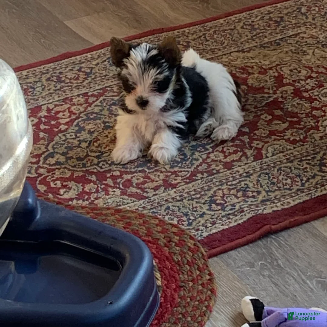 Gallery Image {{count}}