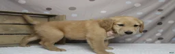 Golden Retriever dogs for sale: Brioche  - Ad 6