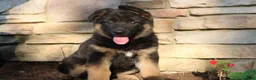 German Shepherd dogs for sale: Elsa  - Ad 3