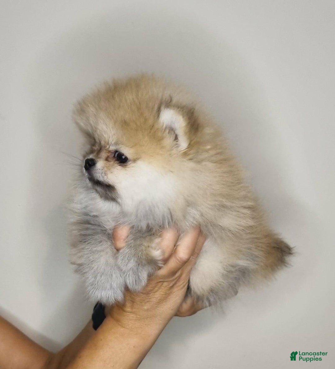 Pomeranian dogs for sale: Sofia - Ad 14