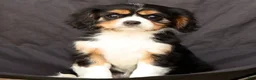 Cavalier King Charles Spaniel dogs for sale: Sophie - Ad 6