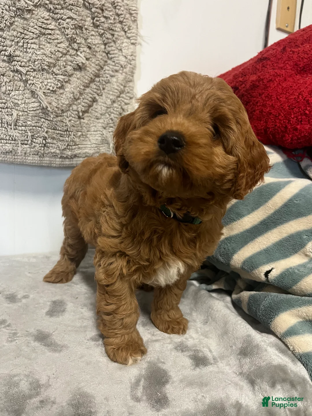 Cavapoo dogs for sale: Jack - Ad 1