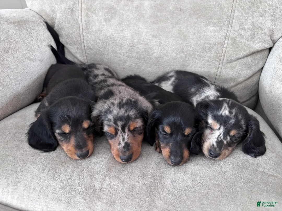 Miniature Dachshund dogs for sale: Miette - Ad 11