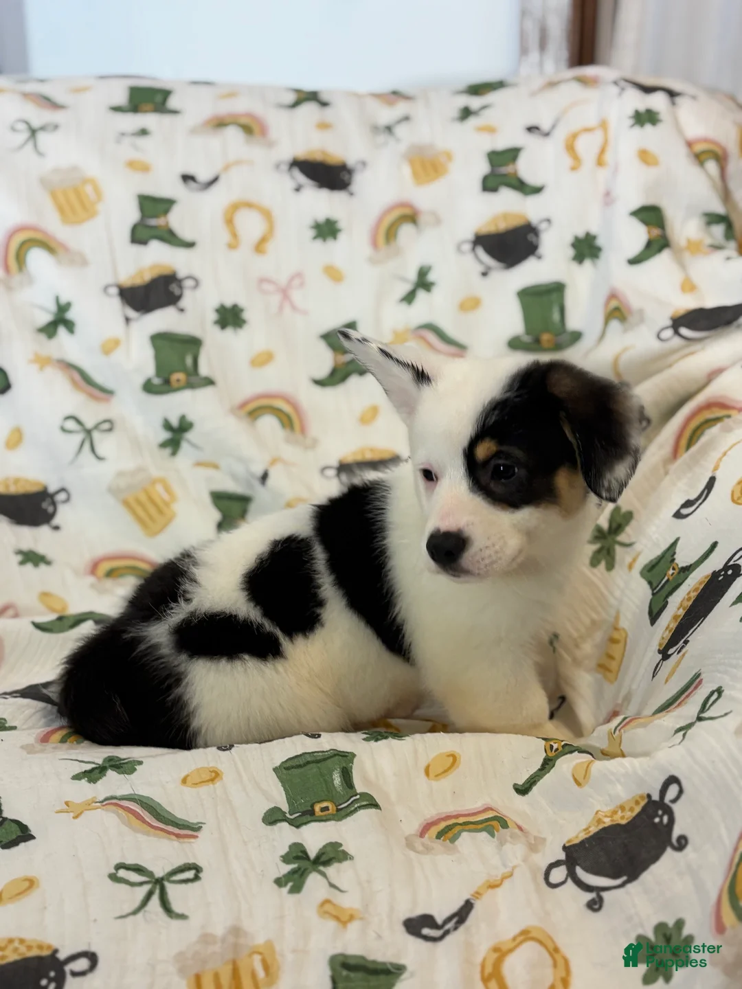 Mixed Breed dogs for sale: Marco - Ad 2