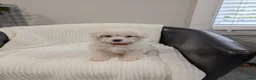 Pomapoo dogs for sale: Bunny - Ad 3