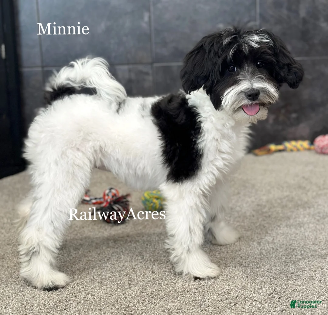 Mixed Breed dogs for sale: Minnie - Ad 1