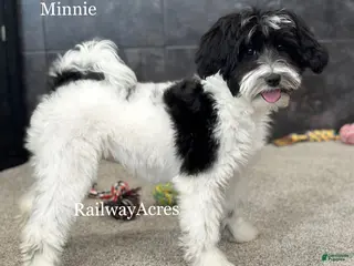 Mixed Breed dogs Minnie - Ad 10