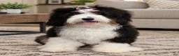 Mixed Breed dogs for sale: Parti Phantom Merle Micro Bernedoodle - Ad 8